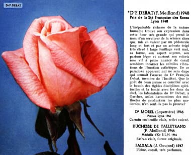 1948 Dr F Debat Rose