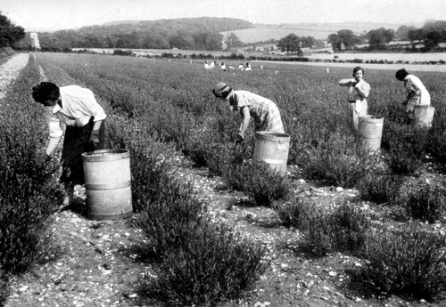 Picking Lavender